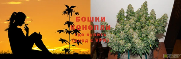 индика Аркадак